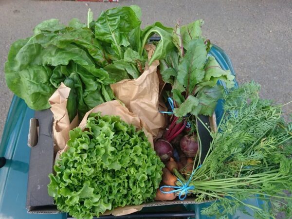 Medium Veg Box