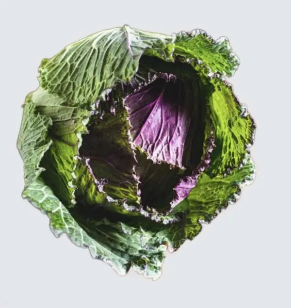 Organic January King/Savoy Cabbage