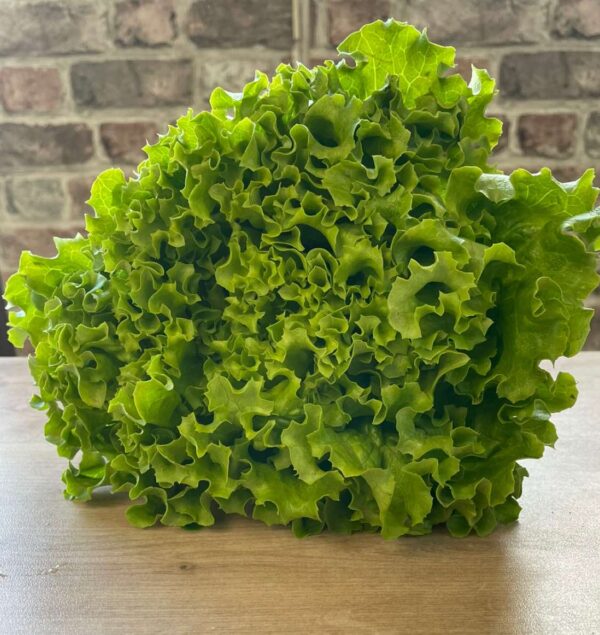 Organic Batavia Lettuce