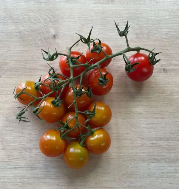 Organic Cherry Vine Tomatoes