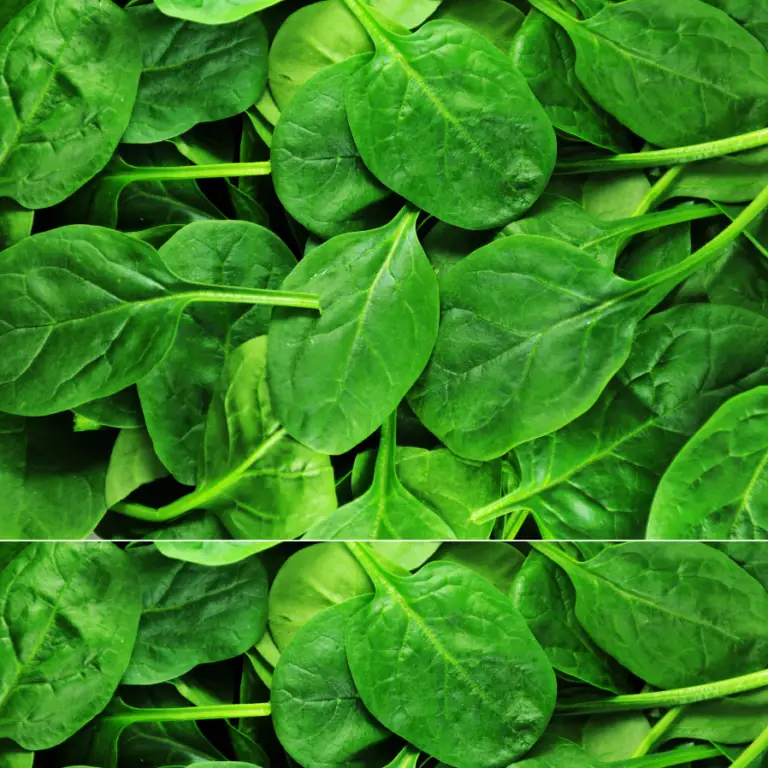 photo of green spinach leaves covering whole image