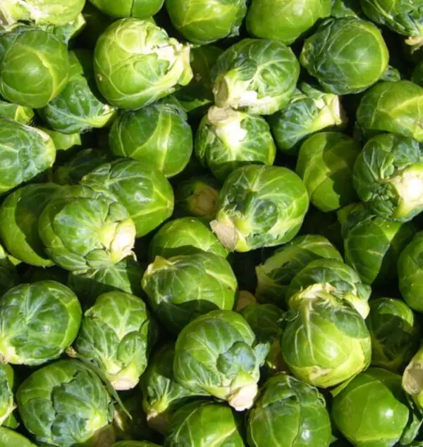 Organic Brussel Sprouts